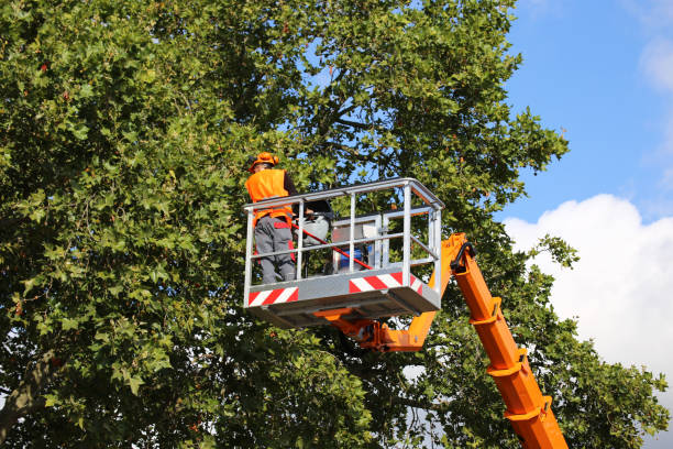 Leaf Removal in Hutto, TX