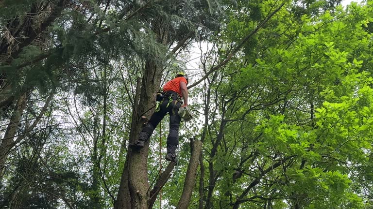 How Our Tree Care Process Works  in  Hutto, TX